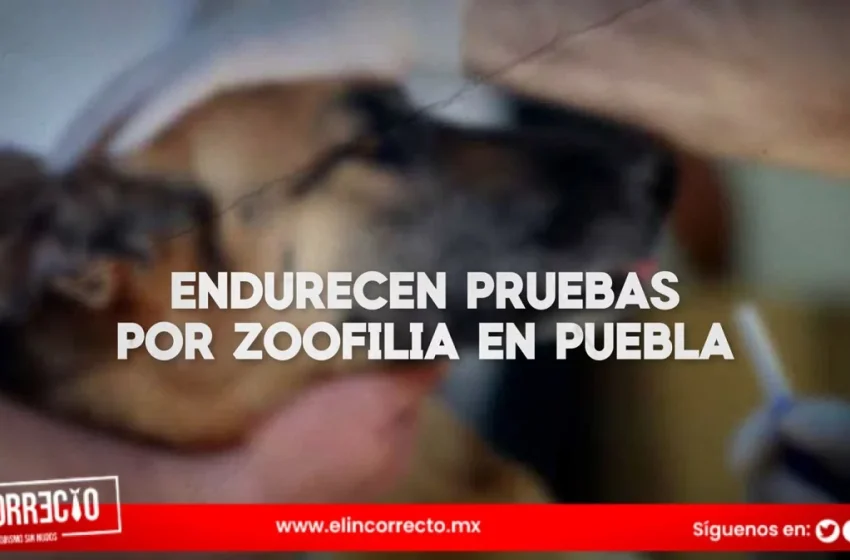  Aprueban penas más severas por zoofilia y maltrato animal en Puebla