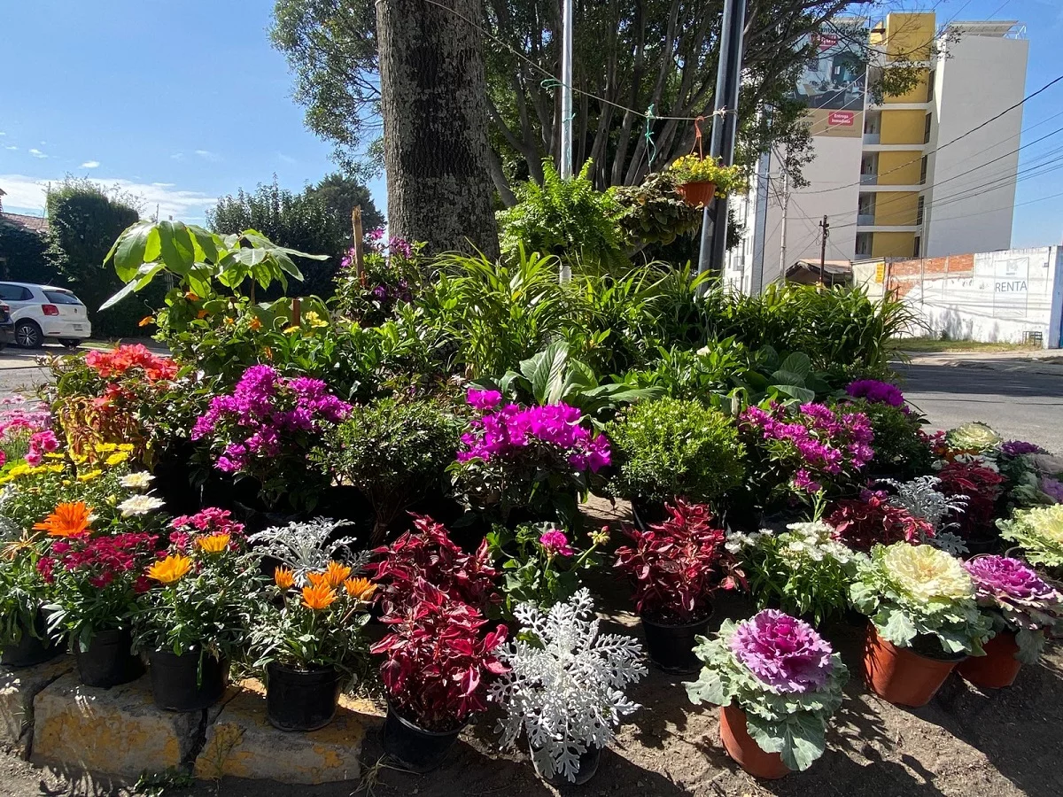 adultos mayores venden flores en Puebla