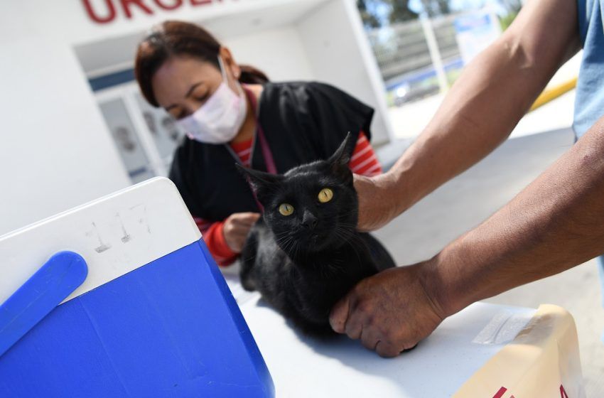  Inicia Salud Jornada Nacional de Vacunación Antirrábica Canina y Felina