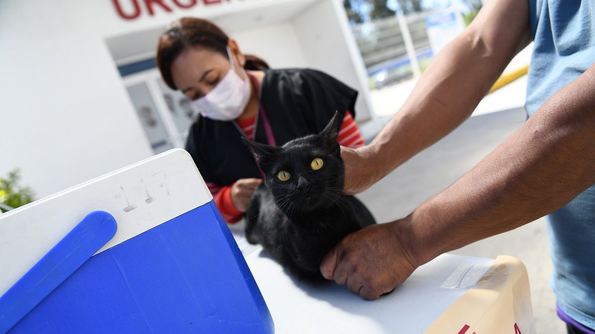 Inicia Salud Jornada Nacional de Vacunación Antirrábica Canina y Felina
