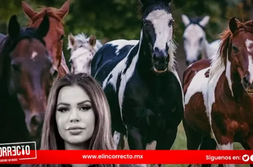  Caballos que rescató Elena Larrea se quedarán  en Cuacolandia