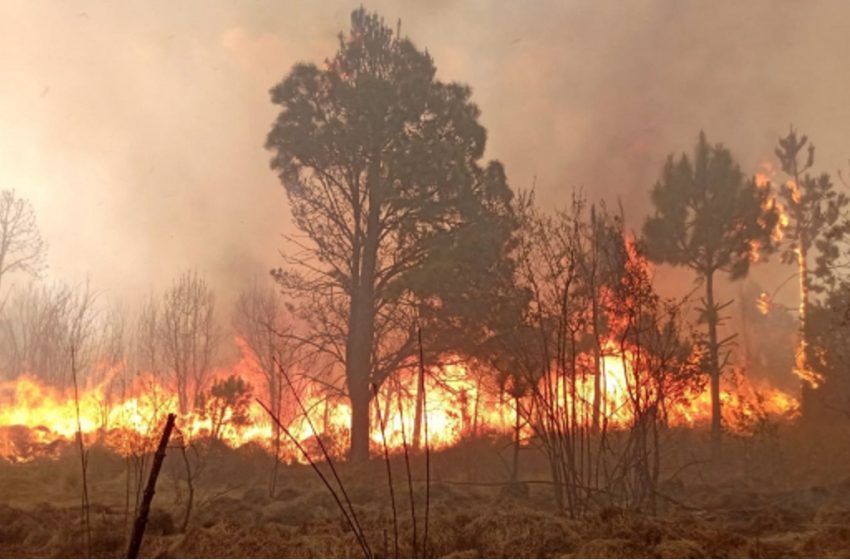  Atendidos 246 incendios forestales en el año: Medio Ambiente