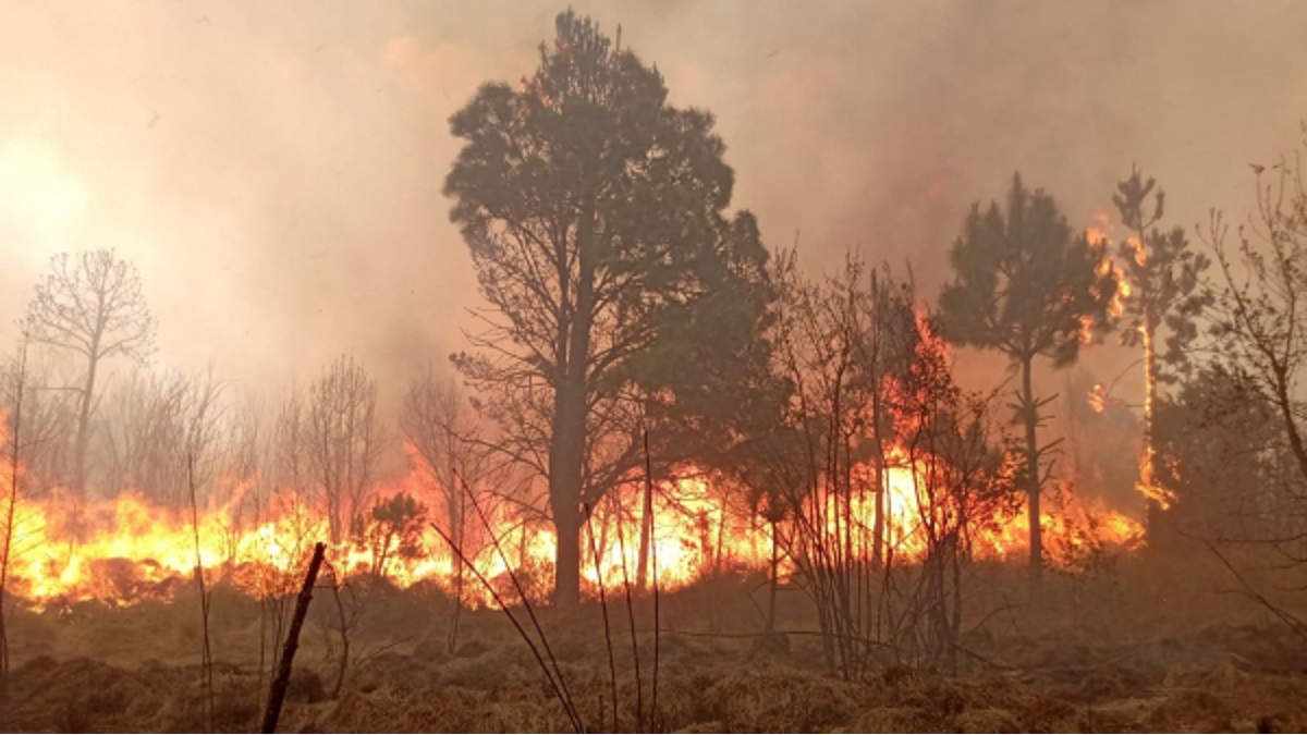 Atendidos 246 incendios forestales en el año: Medio Ambiente