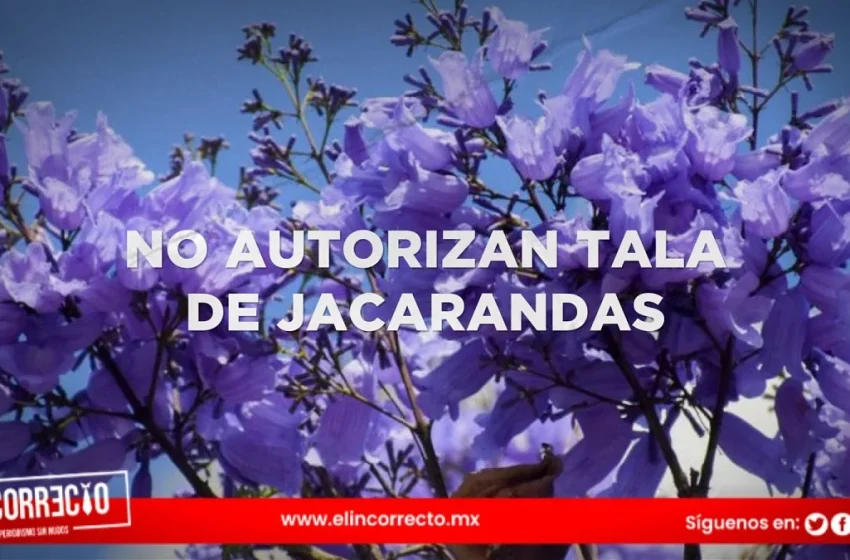  Ayuntamiento de Puebla no autorizará tala de jacarandas en El Mirador por construcción de plaza