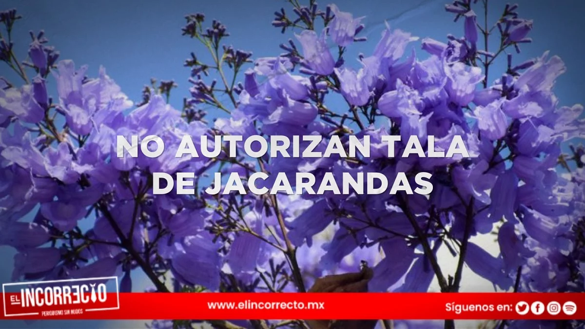 Ayuntamiento de Puebla no autorizará tala de jacarandas en El Mirador por construcción de plaza
