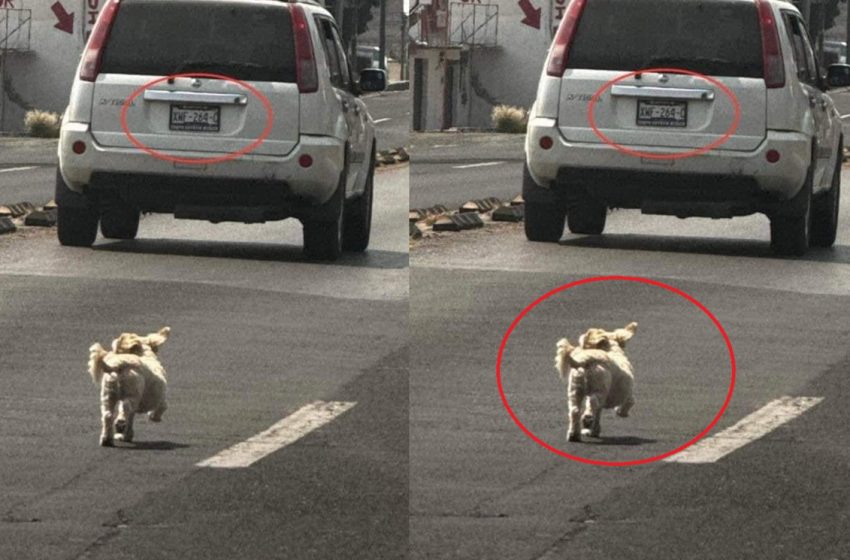  Perrito abandonado persigue desesperadamente a sus dueños en la carretera Puebla-Tlaxcala: impactantes imágenes
