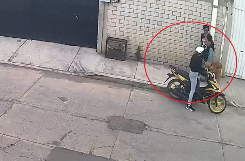  ¡Crueldad Animal en Puebla! Pareja abandona a perrito atado a una tubería