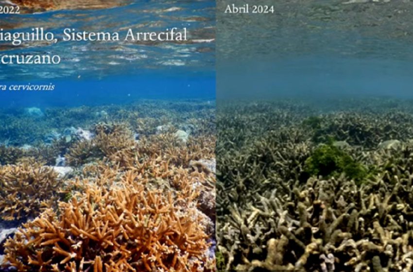  En riesgo, los arrecifes en México debido a las altas temperaturas, advierte científico