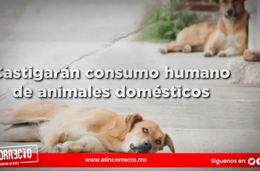  Presentan iniciativa en el Congreso de Puebla para castigar el consumo humano de animales domésticos