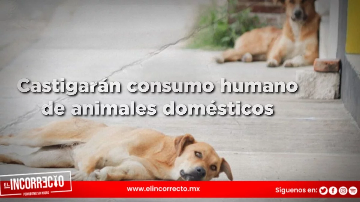 Presentan iniciativa en el Congreso de Puebla para castigar el consumo humano de animales domésticos
