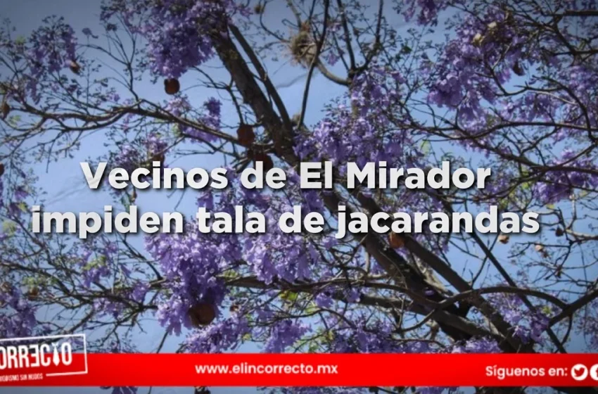  Vecinos impiden tala de jacarandas en El Mirador