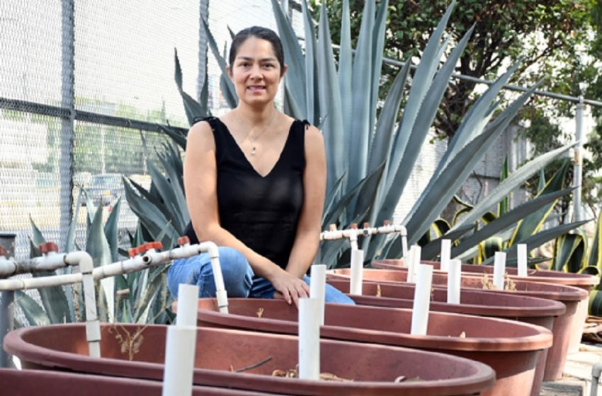  Humedales artificiales: eficientes y baratos para tratar aguas residuales