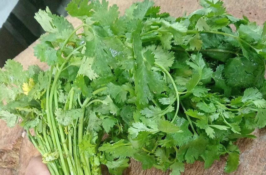  ¡Oro Verde! El precio del cilantro se ha disparado, alcanzando los 800 pesos por rollo
