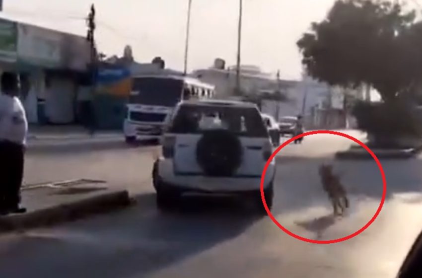  Indignante escena en Puebla: Mujer abandona cruelmente a un perrito en plena calle