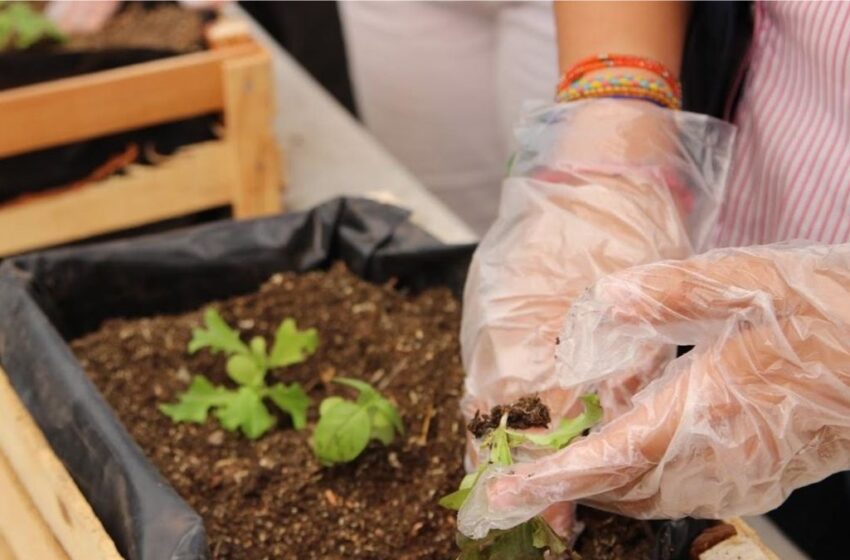 Ayuntamiento de Puebla invita al curso de verano agroecológico «misión: rescate tierra