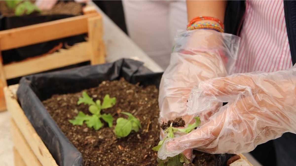 Ayuntamiento de Puebla invita al curso de verano agroecológico «misión: rescate tierra”