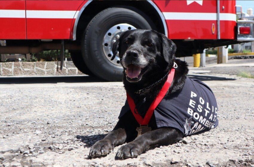  Despide SSP con honor a “Dana”, ejemplar canina de Bomberos
