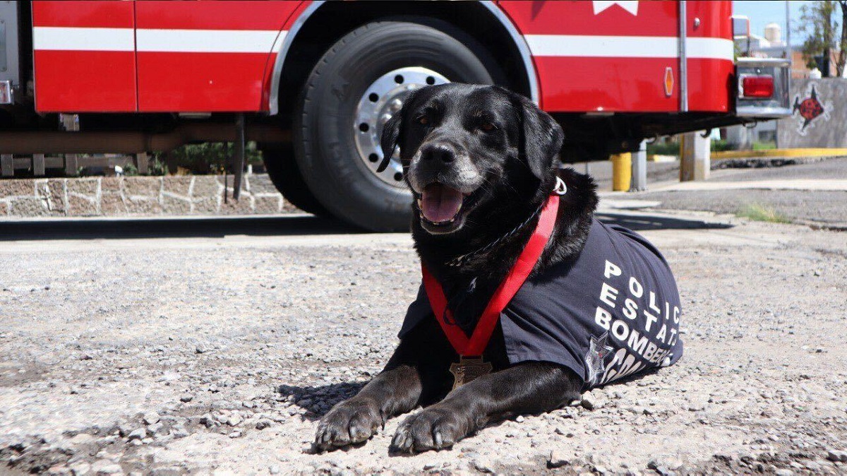 Despide SSP con honor a “Dana”, ejemplar canina de Bomberos