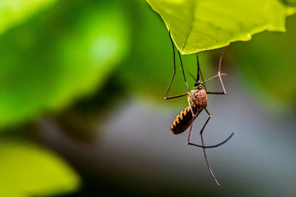 dengue en Puebla