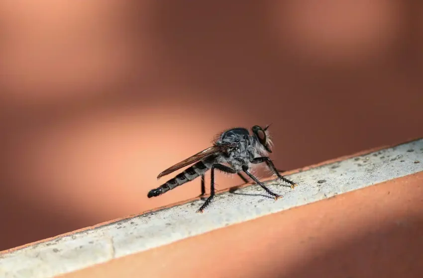 Detectan más de 900 casos de dengue en Puebla: Qué es, cuáles son los síntomas y cómo prevenirlo
