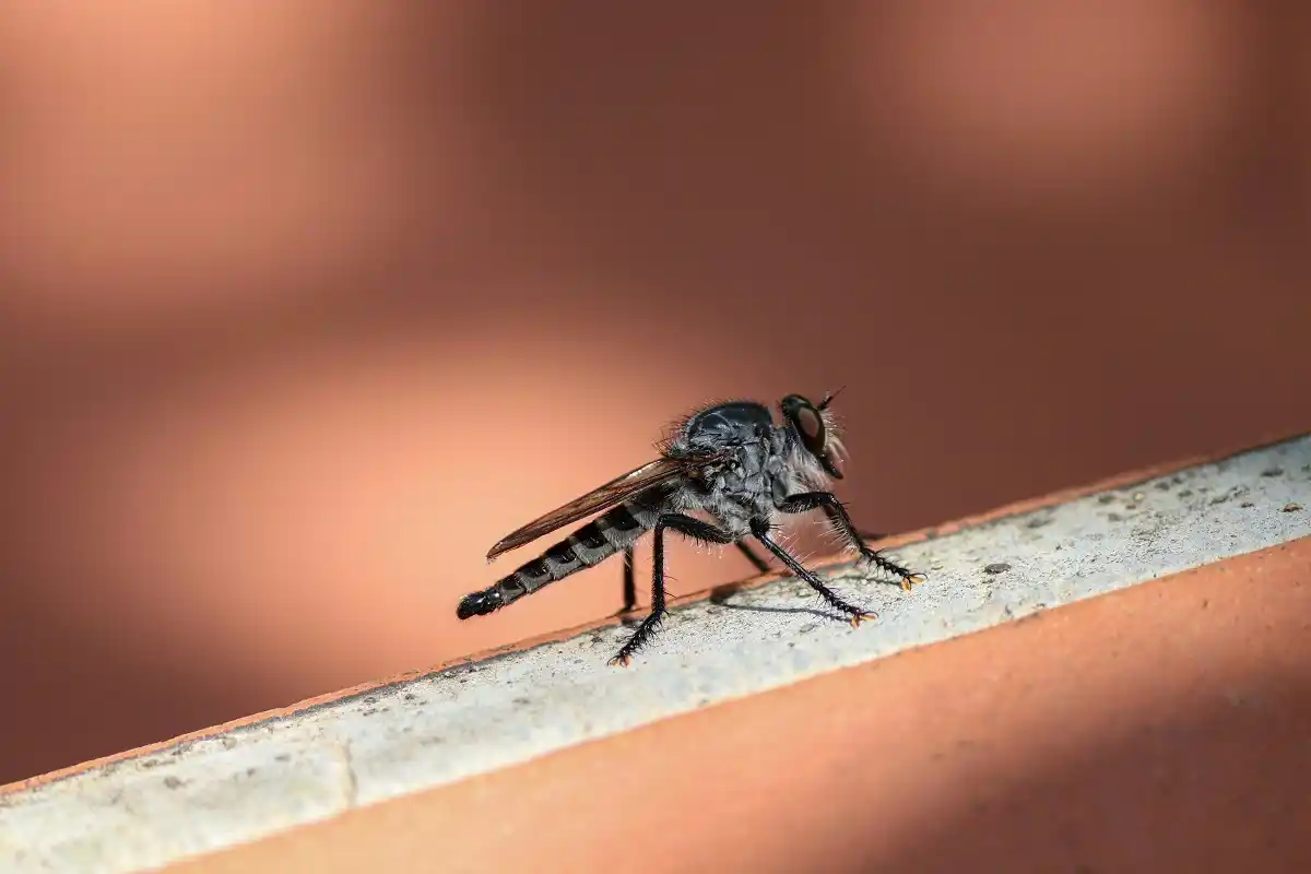 dengue en Puebla