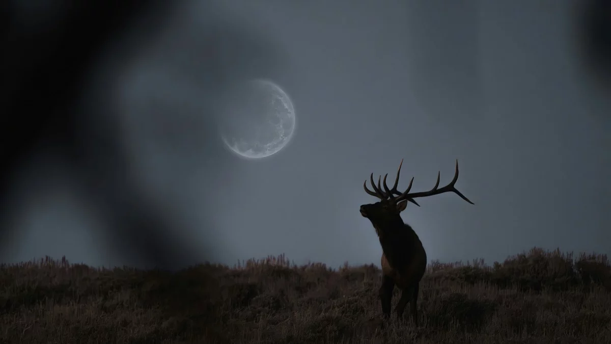 luna de ciervo