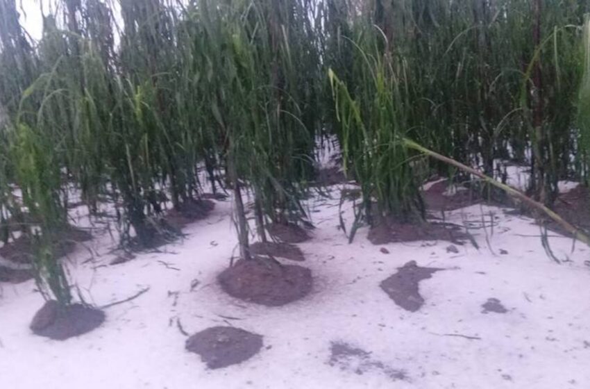  Fuerte granizada cubre cultivos y lesiona animales en Tepatlaxco