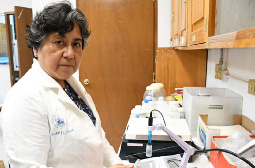  Académica BUAP propone usar arcillas para adsorber micotoxinas, un hongo que afecta al maíz
