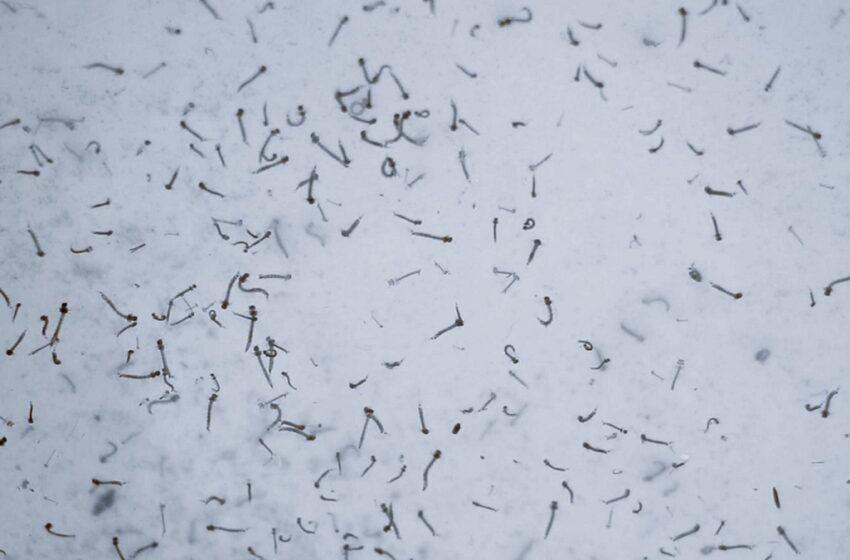  En 2024, acumula Puebla mil 063 contagios por dengue: Salud