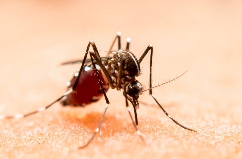  Sin nuevos contagios por dengue en las últimas 24 horas: Salud