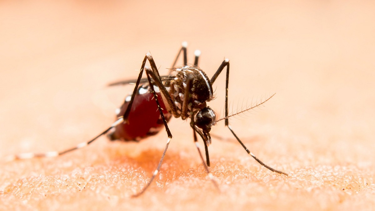 Sin nuevos contagios por dengue en las últimas 24 horas: Salud