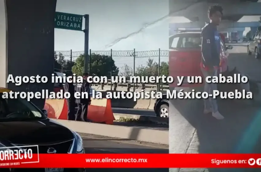  Agosto inicia con un muerto y un caballo atropellado en la autopista México-Puebla (+FOTOS)