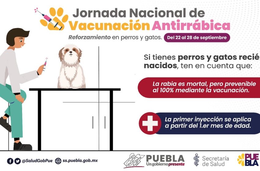  Anuncia Salud reforzamiento de vacunación antirrábica para perros y gatos