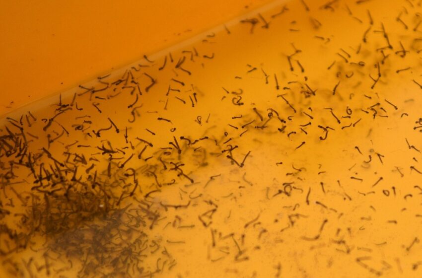  Atiende Salud a 35 personas hospitalizadas por dengue en las últimas 24 horas
