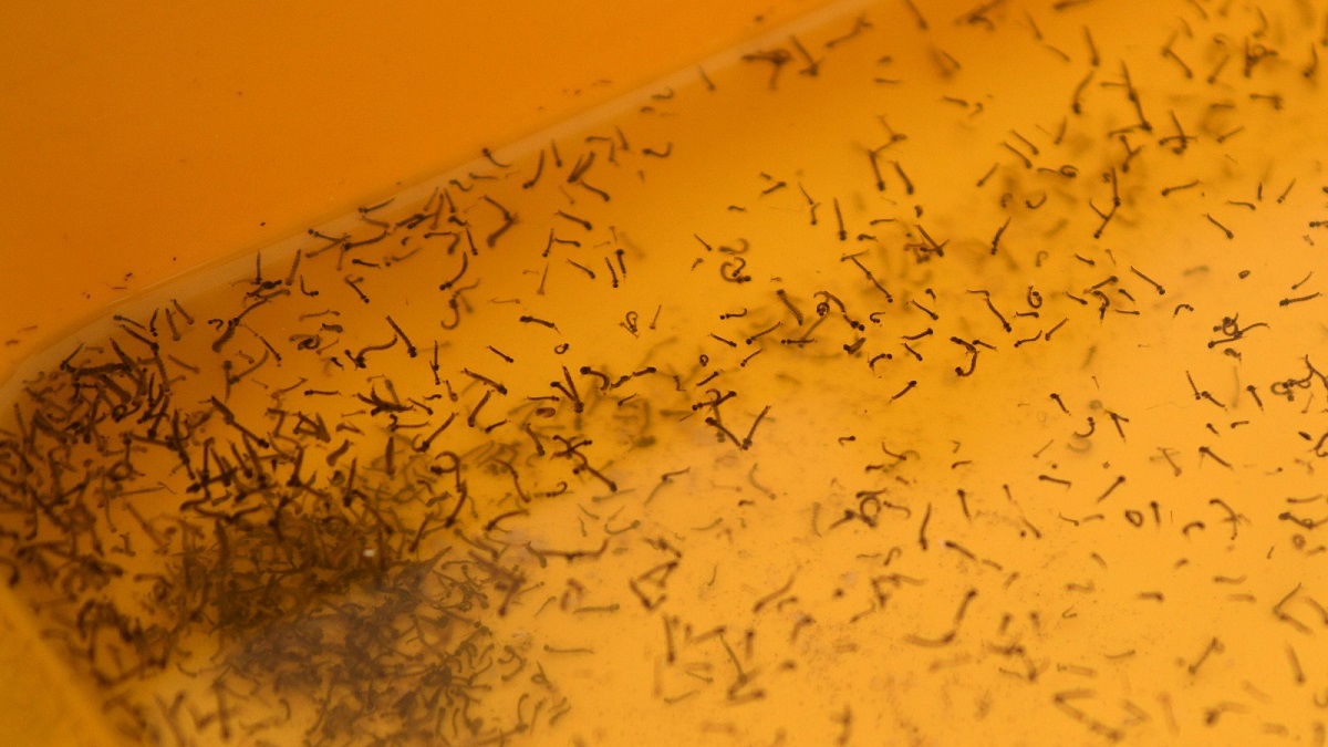 Atiende Salud a 35 personas hospitalizadas por dengue en las últimas 24 horas