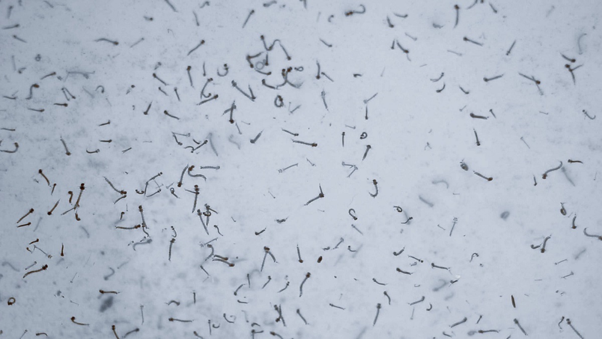 Con casos de dengue, 63 municipios de Puebla: Salud