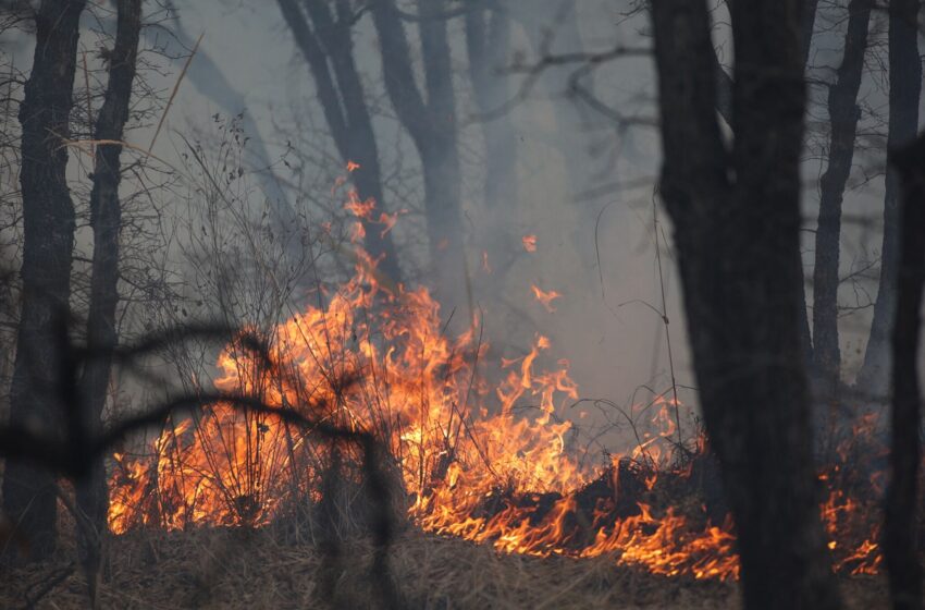  El 40 por ciento de los incendios forestales en Puebla fueron provocados en 2023