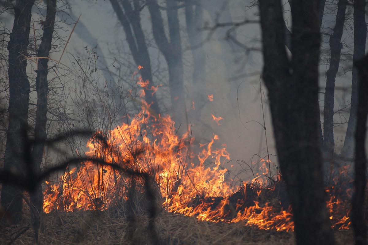 El 40 por ciento de los incendios forestales en Puebla fueron provocados en 2023