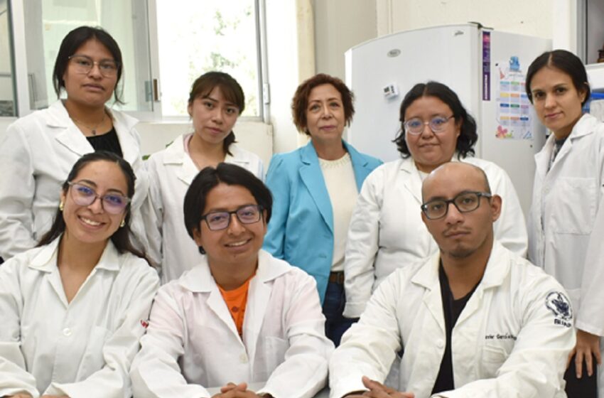  Extractos de pápalo y pipicha inhiben crecimiento de bacterias patógenas