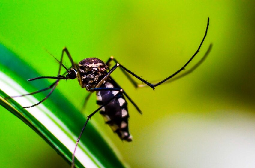 Registra Salud 19 contagios por dengue en las últimas 24 horas