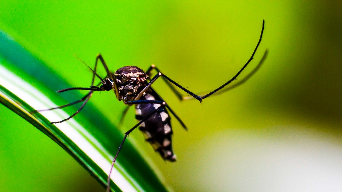 Registra Salud 19 contagios por dengue en las últimas 24 horas
