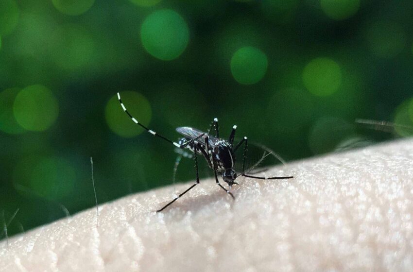  Reporta Salud 40 nuevos contagios por dengue en Puebla