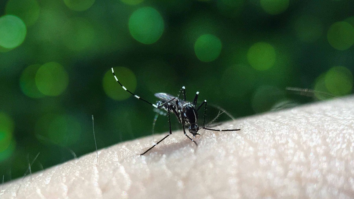 Reporta Salud 40 nuevos contagios por dengue en Puebla