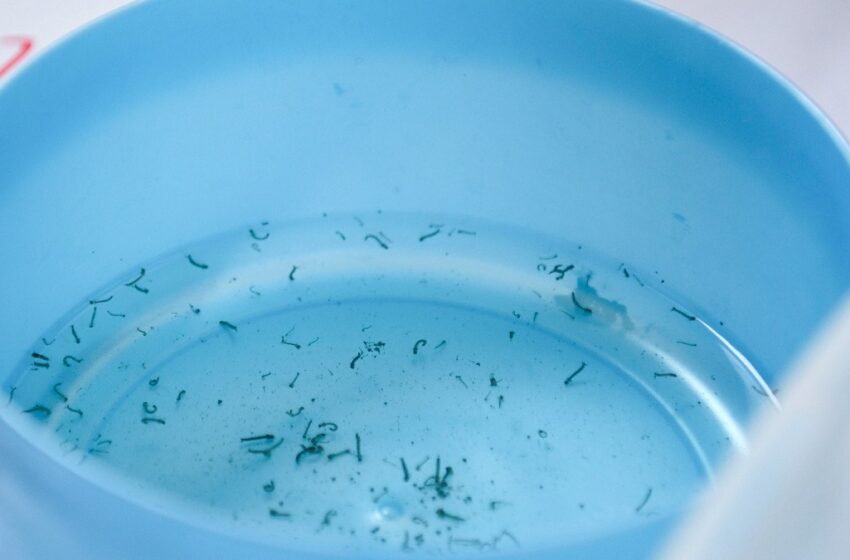  Reporta Salud tres nuevas hospitalizaciones por dengue en Puebla