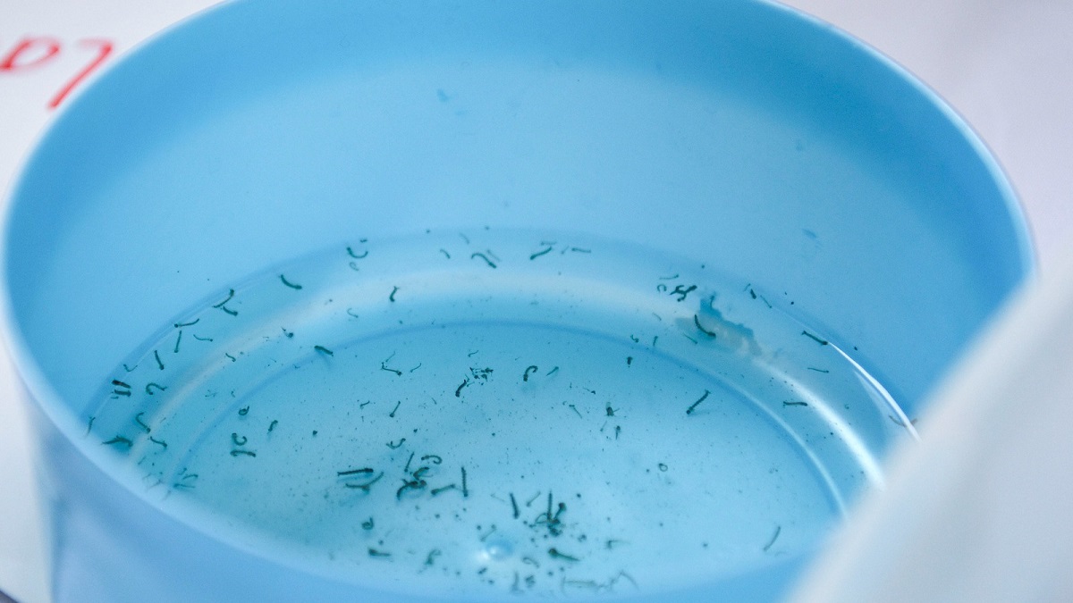 Reporta Salud tres nuevas hospitalizaciones por dengue en Puebla