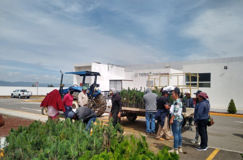  Entrega gobierno estatal 3 millones 484 mil plantas para reforestación