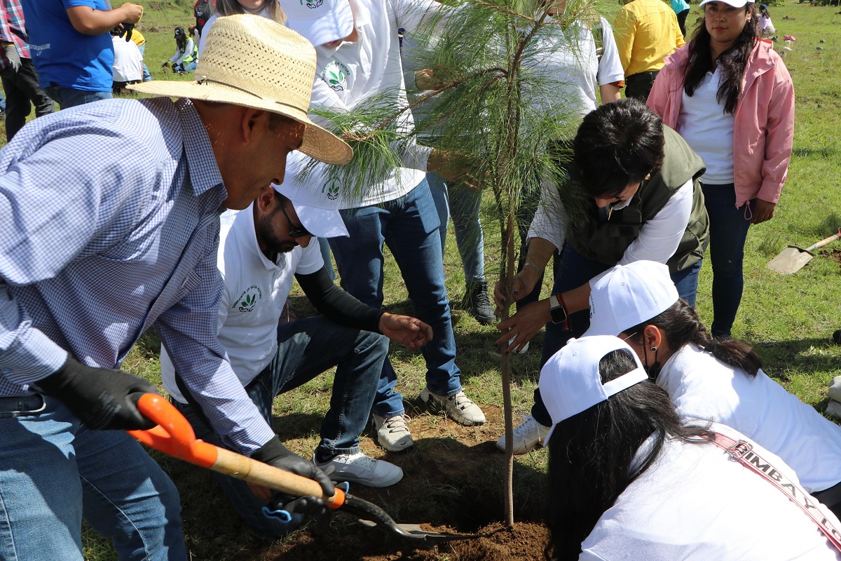 Recibirá ecorregión Valles Centrales más de 970 mil plantas para reforestar: Medio Ambiente