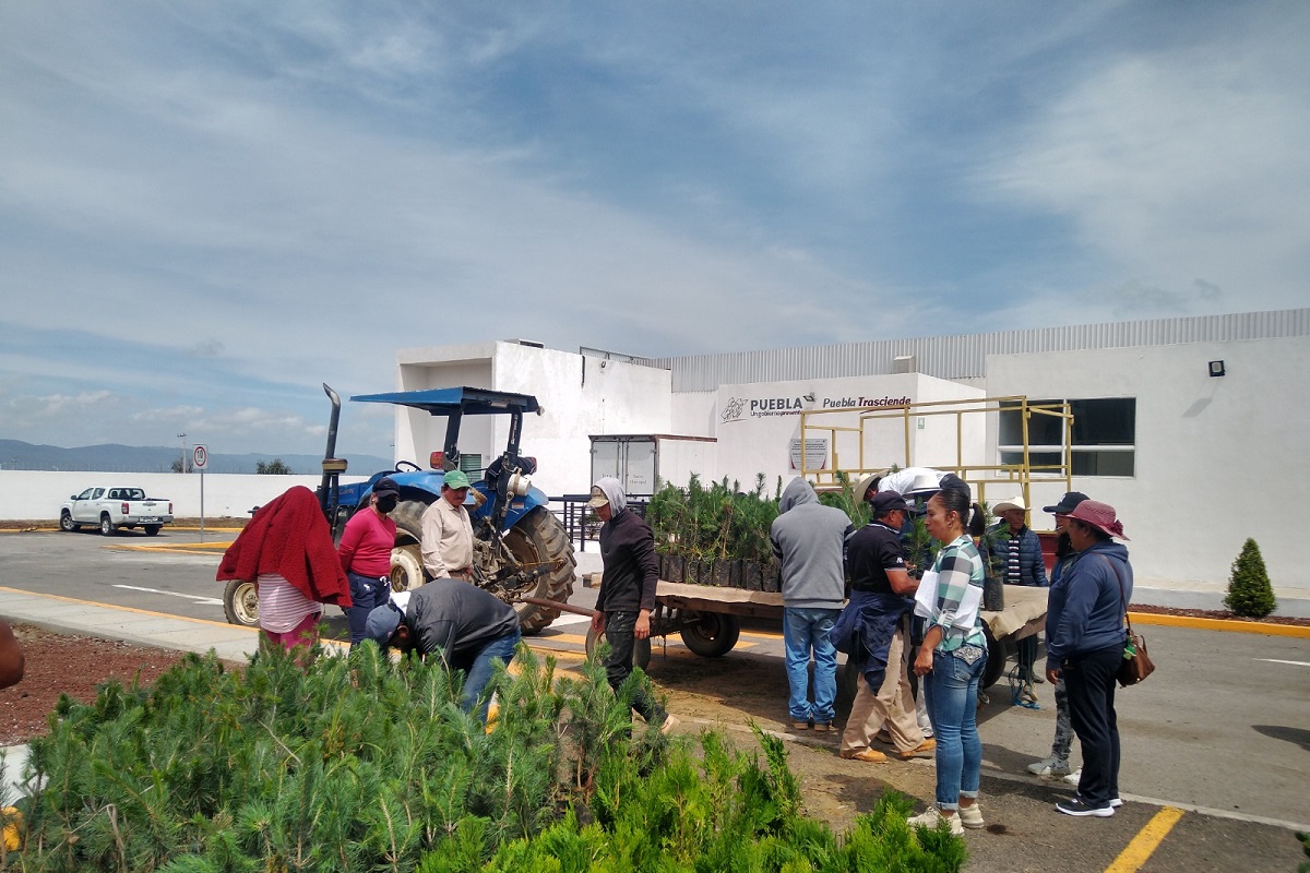Entrega gobierno estatal 3 millones 484 mil plantas para reforestación
