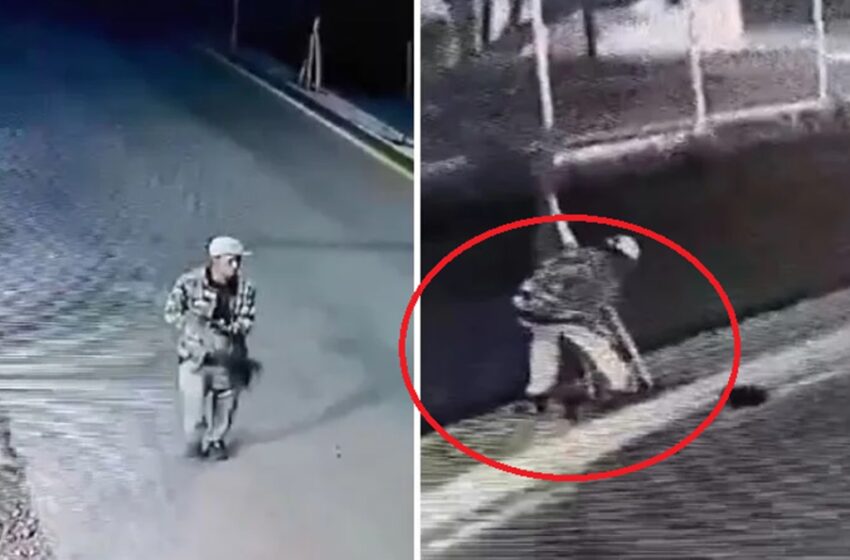  ¡Insólito! Captan a ladrón robando un pino en pleno boulevard de Tecamachalco
