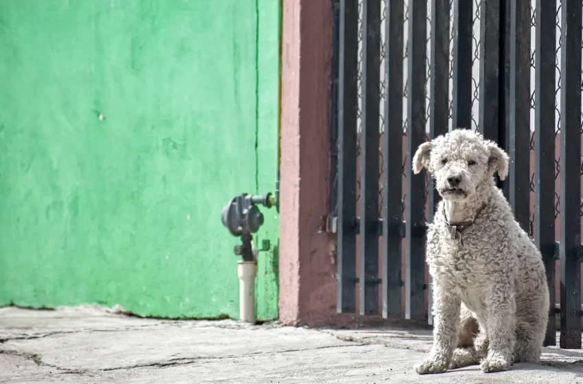  En estos lugares de Puebla puedes donar alimento para los animales de Acapulco